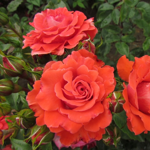 Roz - trandafir englezesti